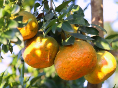 Massive planting of orange trees should be minimised - Deputy Minister