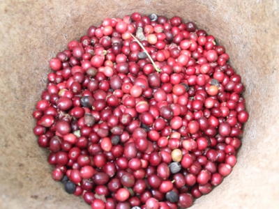 Coffee landscape model benefits farmers
