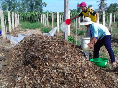 Utilizing old dragon fruit branches to compost bio-organic fertilizer