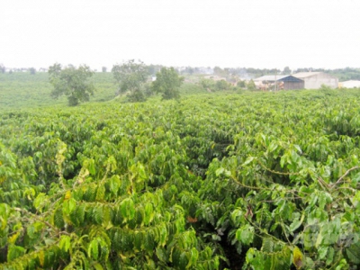 Vietnam pushes up exporting coffee to China