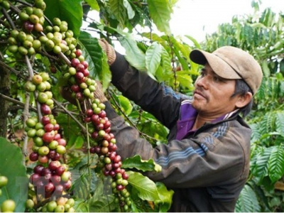 Vietnams coffee export predicted to grow higher