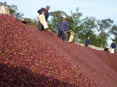 Coffee, vegetable industries agree on codes of conduct to encourage sustainability