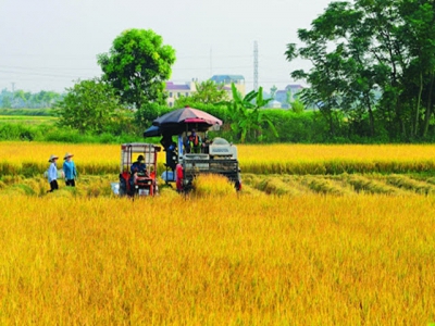 Vietnamese agriculture seeks ways to adapt to new context