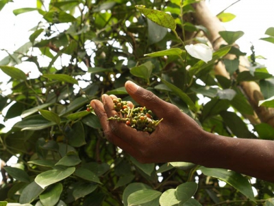 New project supports exports of quality black pepper to the EU