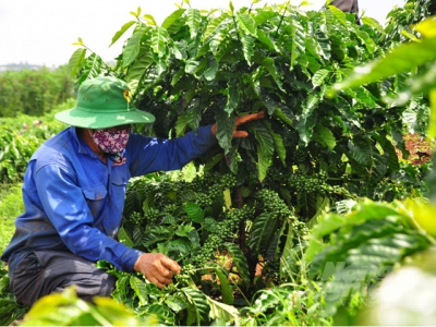 VnSAT Lam Dong province actively supports coffee farmers