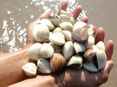 Export volume of clams reached over 62 million USD