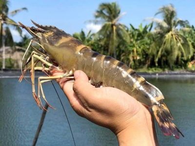 Xuất khẩu tôm sang Trung Quốc có thể phục hồi