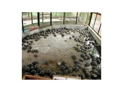 Bán buôn tại nhà máyMô phỏng mô hình rùa nước ngọt rùa mai mềm Rùa Brazil  tĩnh rắn thú cưng rùa vua tám rùa đồ trang trí  Lazadavn