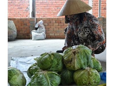 Nhổ Bắp Cải Tặng... Bếp Ăn Từ Thiện