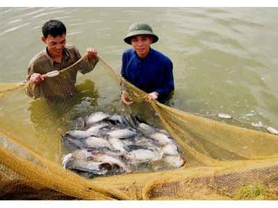 Kỹ Thuật Nuôi Ghép Cá Rô Phi Với Tôm Chân Trắng Nam Mỹ