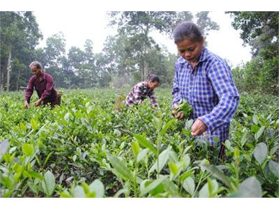 Yên Thế Xây Dựng Thương Hiệu Chè Sạch