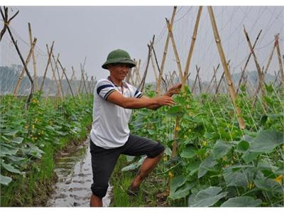 Dưa VietGAP Lên Vùng Bán Sơn Địa