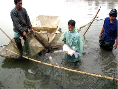 Hướng Phát Triển Mới Của Mô Hình Nuôi Cá Trắm Đen Bổ Sung Thức Ăn Công Nghiệp