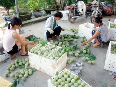 Xây Dựng Nhãn Hiệu Na Dai Đông Triều (Quảng Ninh)