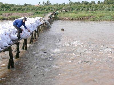 Phòng Và Trị Bệnh Nhiễm Trùng Máu (Đốm Đỏ) Trên Cá Tra