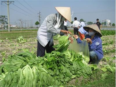 Thúc Đẩy Sản Xuất, Tiêu Thụ Rau An Toàn