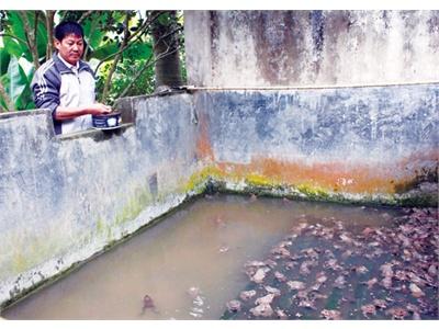 Tỷ Phú Nhà Nông Ở Lào Cai