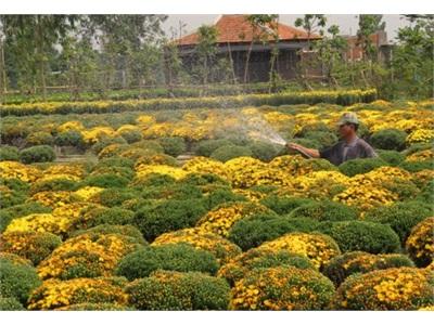 Phòng, Chống Sương Mù Gây Hại Hoa Tết