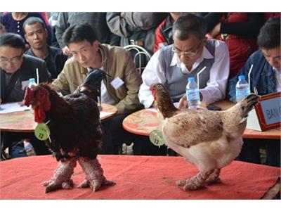 Đắt Hàng Gà Đông Tảo Vào Dịp Tết