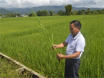 Để Lúa Hương Việt 3 Bay Xa!