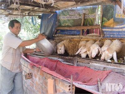 Hiệu Quả Nuôi Cừu Vỗ Béo Ở Xã Phước Thái (Ninh Thuận)