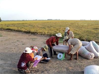 Có Nên Công Bố Giá Thành Sản Xuất Lúa?