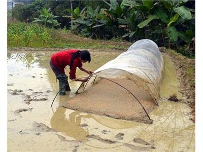 Bắc Quang, Quyết Tâm Giành Thắng Lợi Vụ Xuân