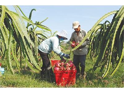 Đầu Năm Thanh Long Bình Thuận Có Giá