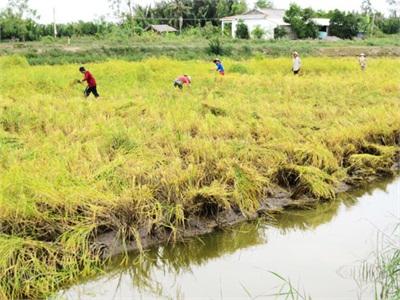 Nông Dân Thạnh Phú Thêm Phấn Khởi Đón Tết Vì Trúng Vụ Lúa Mùa