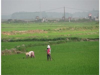 Tăng Cường Chăm Sóc Cây Trồng Vụ Đông Xuân