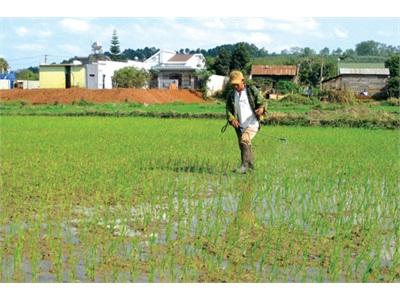 Nông Dân Đắk Rlấp Chú Trọng Chăm Sóc Cây Trồng Vụ Đông Xuân