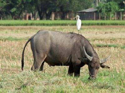 Bệnh tiên mao trùng trên trâu bò