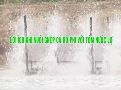 Lợi ích khi nuôi cá rô phi ghép với tôm nước lợ