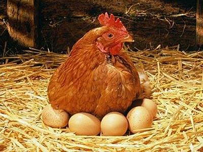 Cách chăm sóc để gà đẻ trứng đều, chất lượng cao