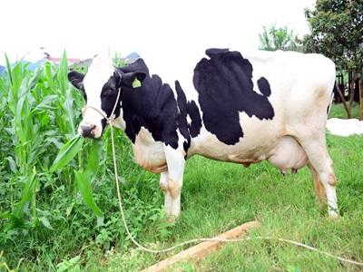 Cách xử lý trường hợp lộn tử cung ở bò sữa