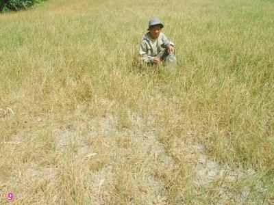 Hỗ trợ 2 triệu đồng/ha lúa bị thiệt hại do hạn, mặn