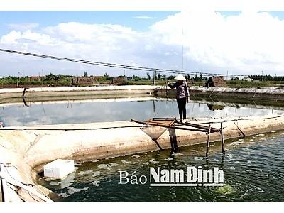 Vì sao nuôi thủy sản năm 2015 vẫn tăng trưởng tốt?