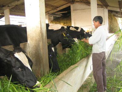 Tiêu chuẩn vệ sinh đối với các loại thức ăn gia súc