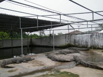 Người từ chối bán 50.000 cá sấu cho Trung Quốc