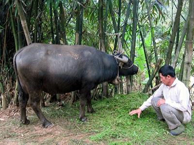 Trị bệnh cước chân cho trâu, bò