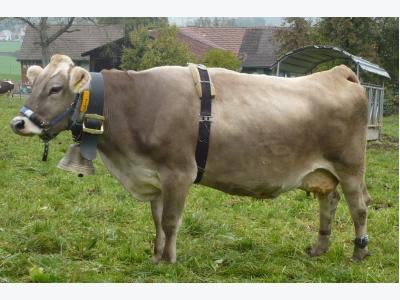 Cow bells and their effect on cow behaviour