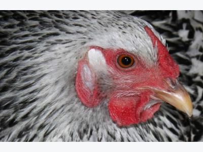 Avian influenza troubles poultry sector in Asia, Africa