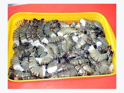 Australia softens ban on shrimp import