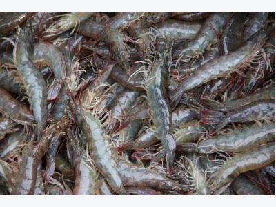 Shrimp EMS in Latin America identified