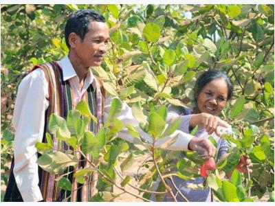 Cashew farming area in Central Highlands shrinks