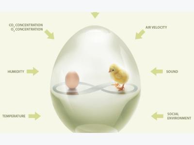 Incubation temperature profiles affect broiler feathering