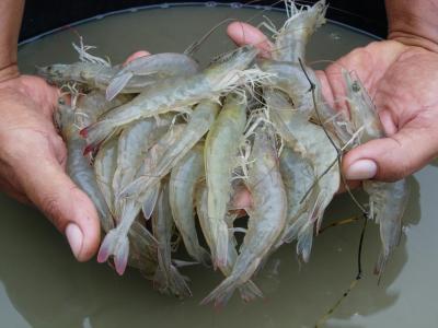 How to Prevent Early Mortality Syndrome (EMS) in Shrimp Farms