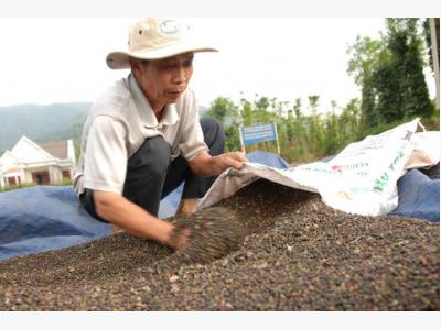 Viet Nams pepper faces stern quality challenge