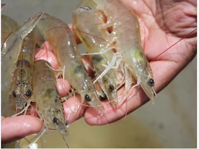 Probiotics benefit Pacific white shrimp challenged with AHPND