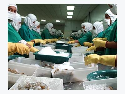 Exports of Ecuadorian shrimp to Russia grow 90pc